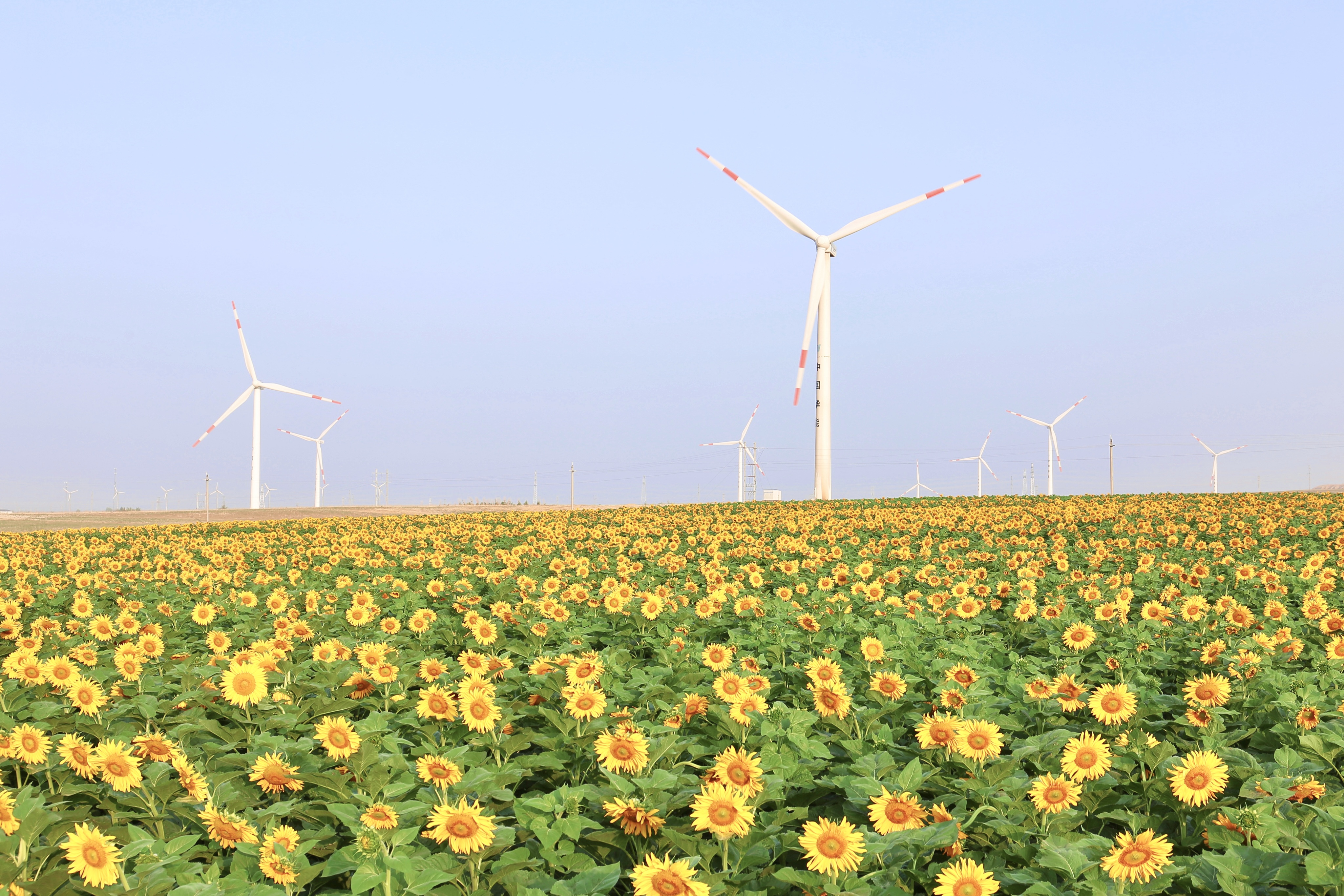 威尼斯9499登錄入口股份助力推動風電場控制技術國際研發(fā)項目順利實施